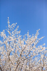 白い大島桜