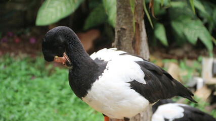 Close up of a magpie goose (anseranas semipalmata)