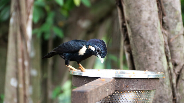 Portrait of a hill mynah bird. Common Hill Myna perching eye level on tree branch