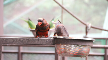 The blue-streaked lory (Eos reticulata) is a medium-sized parrot (31 cm), which is found on the Tanimbar Islands and Babar in the southern Moluccas.