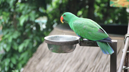 Beautiful green eclectus parrot bird. The eclectus parrot is a parrot native to the Solomon...