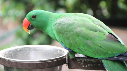 Beautiful green eclectus parrot bird. The eclectus parrot is a parrot native to the Solomon Islands, Sumba, New Guinea and nearby islands, northeastern Australia, and the Maluku Islands © R_yuliana