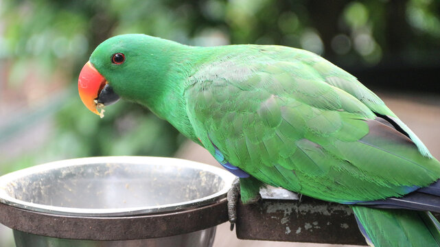 Beautiful green eclectus parrot bird. The eclectus parrot is a parrot native to the Solomon Islands, Sumba, New Guinea and nearby islands, northeastern Australia, and the Maluku Islands
