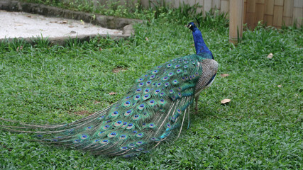 The Indian peafowl (Pavo cristatus) blue peafowl, peach pied peafowl.