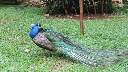 The Indian peafowl (Pavo cristatus) blue peafowl, peach pied peafowl.