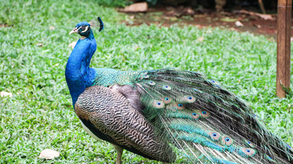 Obraz premium The Indian peafowl (Pavo cristatus) blue peafowl, peach pied peafowl.