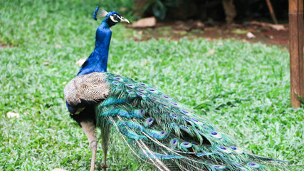 The Indian peafowl (Pavo cristatus) blue peafowl, peach pied peafowl.