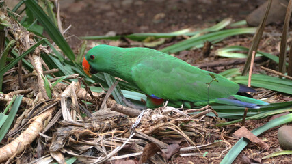 Beautiful green eclectus parrot bird. The eclectus parrot is a parrot native to the Solomon...