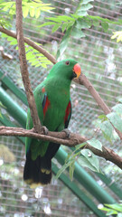 Beautiful green eclectus parrot bird. The eclectus parrot is a parrot native to the Solomon Islands, Sumba, New Guinea and nearby islands, northeastern Australia, and the Maluku Islands