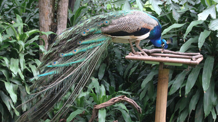 The Indian peafowl (Pavo cristatus) blue peafowl, peach pied peafowl.