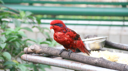 The blue-streaked lory (Eos reticulata) is a medium-sized parrot (31 cm), which is found on the Tanimbar Islands and Babar in the southern Moluccas.