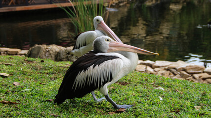 White Pelican (Pelecanus onocrotalus) Close-up view of a pelican walk by the pond