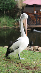 White Pelican (Pelecanus onocrotalus) Close-up view of a pelican walk by the pond