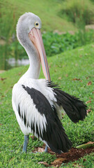 White Pelican (Pelecanus onocrotalus) Close-up view of a pelican walk by the pond