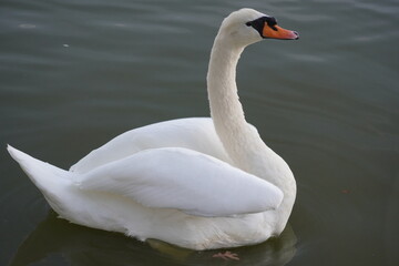 mute swan cygnus olor