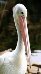 White Pelican (Pelecanus onocrotalus) Close-up view of a pelican walk by the pond