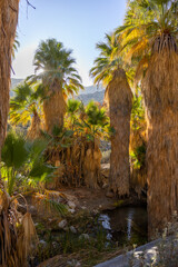 Oasis full of palm trees and a small stream of water 