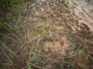 The image shows a muddy field with some vegetation growing in it. There are also some tire tracks visible in the mud.

