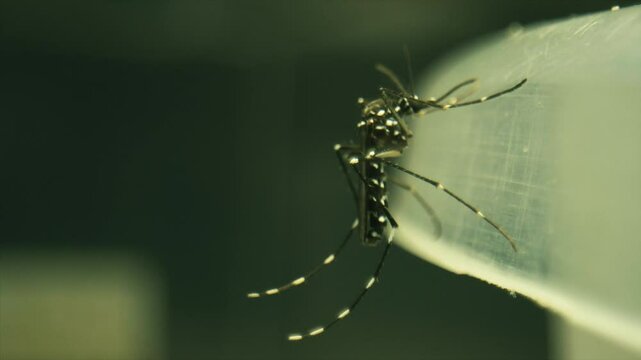 Macro footage of a dengue mosquito Aedes aegypti, yellow fever mosquito)
Macro footage laowa probe