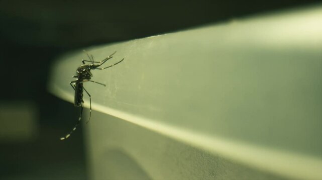 Macro footage of a dengue mosquito standing still Aedes aegypti, yellow fever mosquito
Macro footage laowa probe