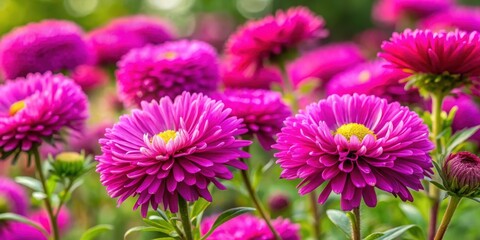 Vibrant magenta asters blooming in a beautiful flowerbed , vibrant, magenta, asters, flowers, blooming, garden, colorful