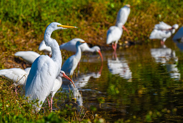 great egret and white ibises 
