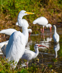Great Egret and white ibises