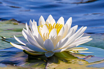 white lotus water lily