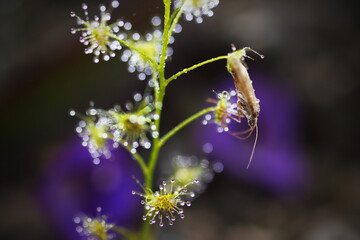  Drosera peltata Thunb, family Droseraceae, one of the insectivorous plants found in Thailand.