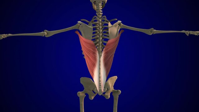 The skeletal muscle of the female latissimus dorsi