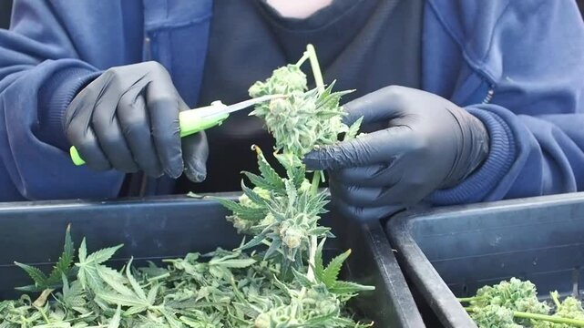 Worker trimming fresh cannabis buds by hand wearing gloves.
