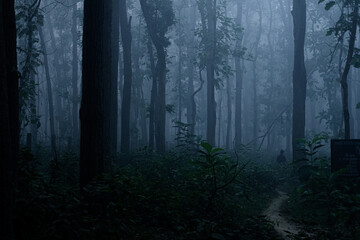 Mystical Forest in Fog
