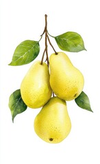 Three Ripe Yellow Pears Hanging on a Branch with Lush Green Leaves