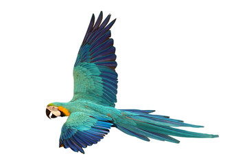 Colorful flying Blue and Gold Macaw parrot isolated on transparent background png file