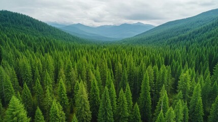 Fototapeta premium Drone capture of abundant forest natural succession scenic view