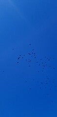 Birds in flight