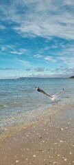 Seagull by the sea