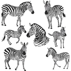 Set of zebras in different poses, vector line art, white background