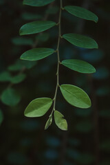 green leaves