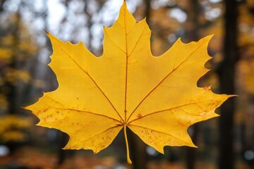 Single Yellow Maple Leaf in Autumn