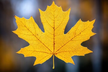 Single Golden Maple Leaf