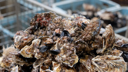 水揚げされた牡蠣