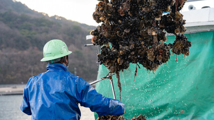 牡蠣の引き揚げ