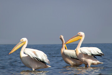 Wild african birds. A flock of great pelicans in a blue lake against the bright sky