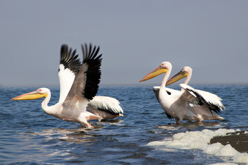 Wild african birds. A flock of great pelicans in a blue lake against the bright sky