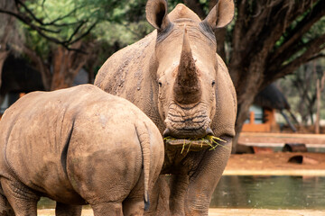 Wild african animals. Portrait of a  white Rhino grazing in a National park