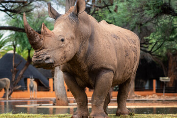 Wild african animals. Portrait of a  white Rhino grazing in a National park