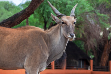 Wildlife animals. Common eland or Eland antelope in the national  park, Namibia