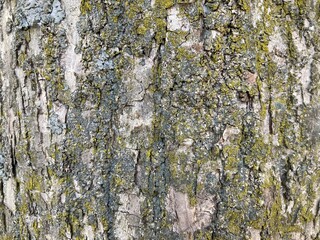 A close-up of the bark, moss-covered version.
