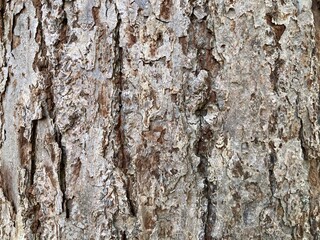 Bark close-up, natural texture